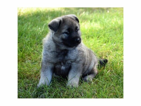 Norwegian Elkhound-DOG-Male-Silver Gray / Black-22270-Petland Racine, Wisconsin