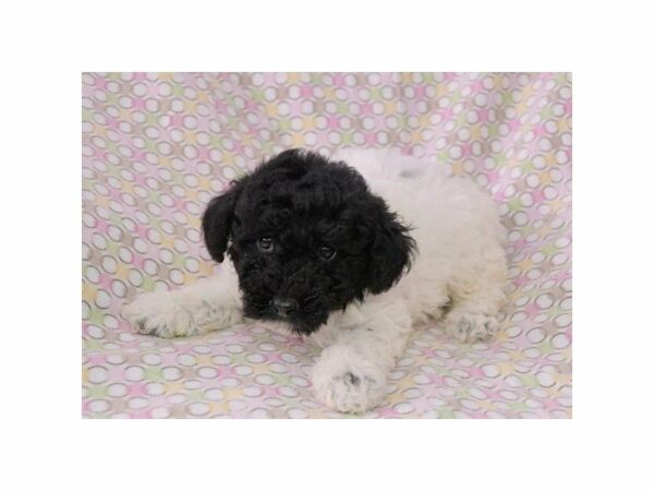 Poodle-DOG-Female-Black / White-22274-Petland Racine, Wisconsin