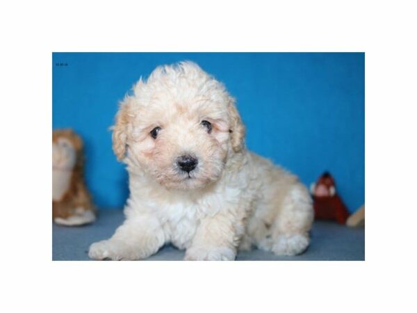 Poodle-DOG-Female-bf-22272-Petland Racine, Wisconsin