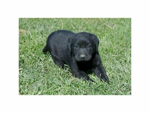 Labrador Retriever-DOG-Female-Black-22276-Petland Racine, Wisconsin
