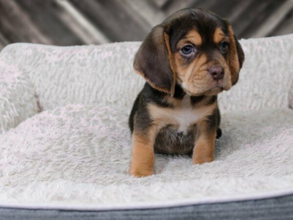 Puggle DOG Male CHOC/TAN 22303 Petland Racine, Wisconsin