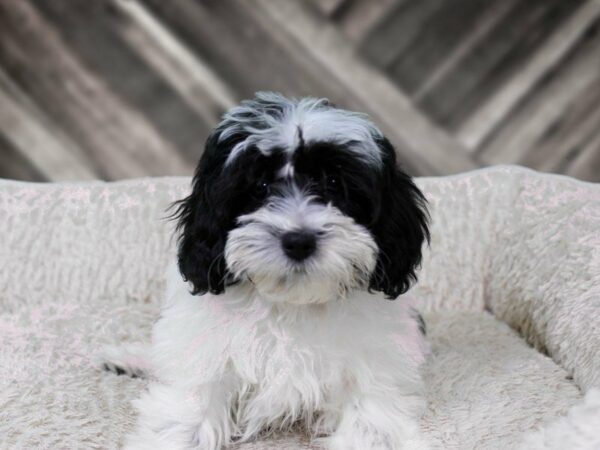 Lhasapoo-DOG-Female-BLK/WH-22304-Petland Racine, Wisconsin