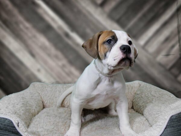 American Bulldog-DOG-Female-RD/WH-22282-Petland Racine, Wisconsin