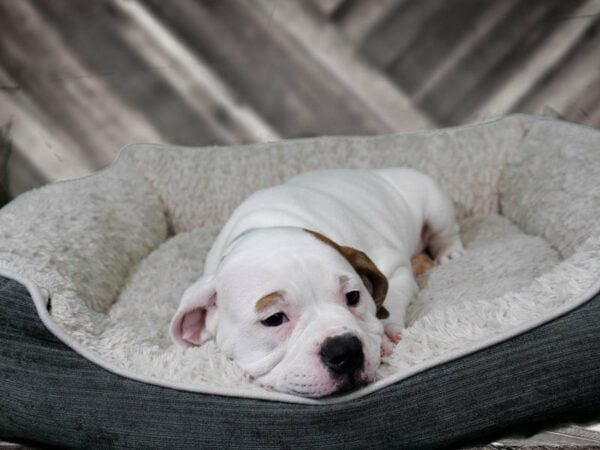 American Bulldog-DOG-Female-RD/WH-22281-Petland Racine, Wisconsin