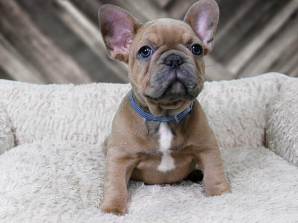 French Bulldog-DOG-Male-BLUE FAWN-22284-Petland Racine, Wisconsin