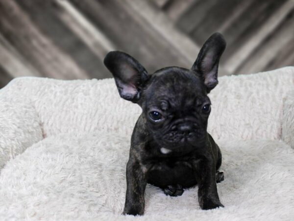French Bulldog-DOG-Male-BRINDLE-22283-Petland Racine, Wisconsin