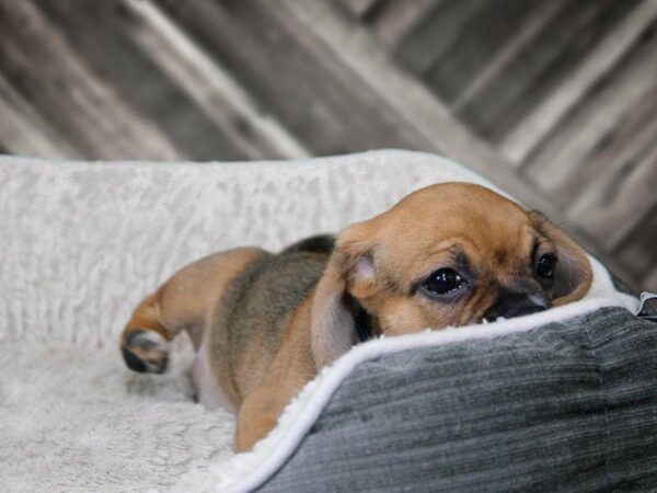 Puggle DOG Female FN 22277 Petland Racine, Wisconsin