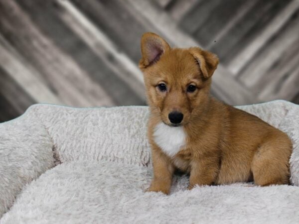 Pom/Corgi-DOG-Male-sbl-22279-Petland Racine, Wisconsin