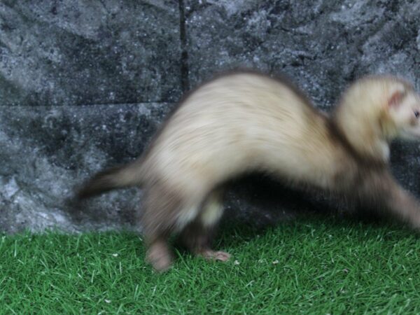 Ferret-FERRET-Male--22265-Petland Racine, Wisconsin