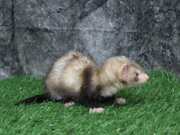 Ferret FERRET Male 22264 Petland Racine, Wisconsin