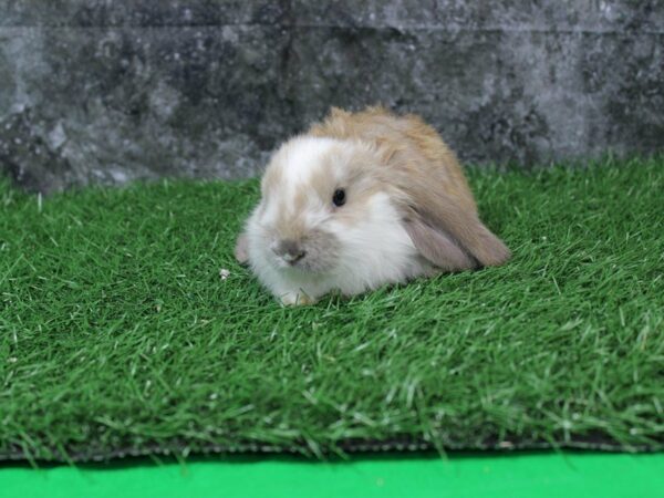 Velveteen-RABBIT-Male--22285-Petland Racine, Wisconsin