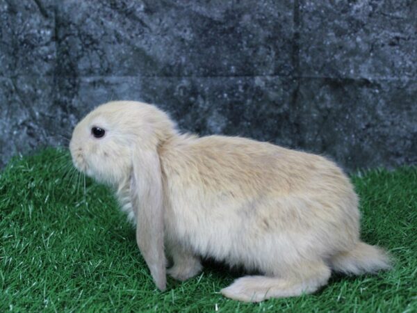 Velveteen-RABBIT-Male--22286-Petland Racine, Wisconsin