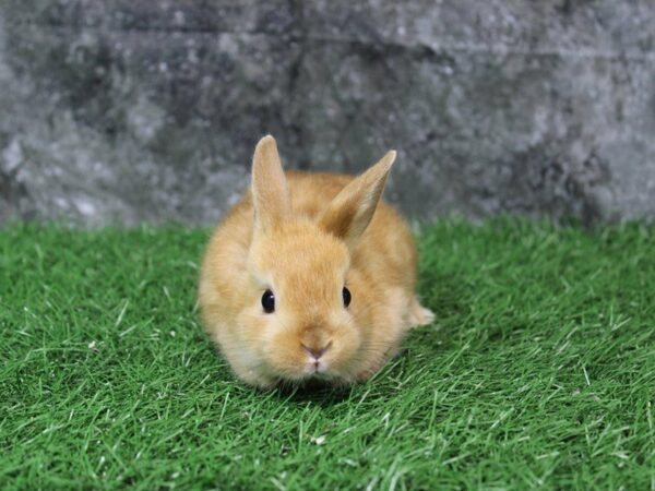 Mini Satin-RABBIT-Male--22298-Petland Racine, Wisconsin