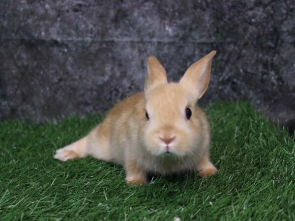 Mini Satin-RABBIT-Male--22295-Petland Racine, Wisconsin