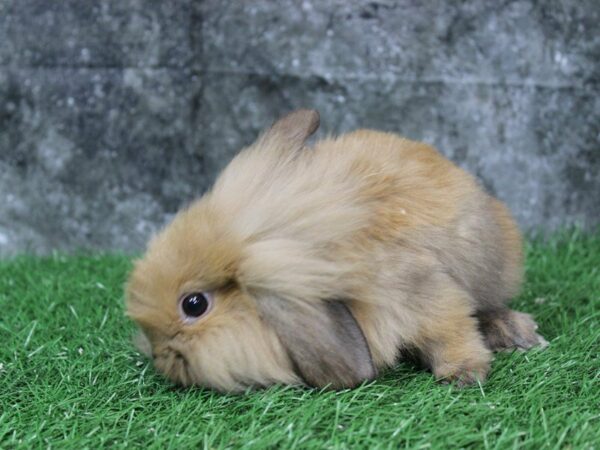 Lionhead-RABBIT-Male--22300-Petland Racine, Wisconsin