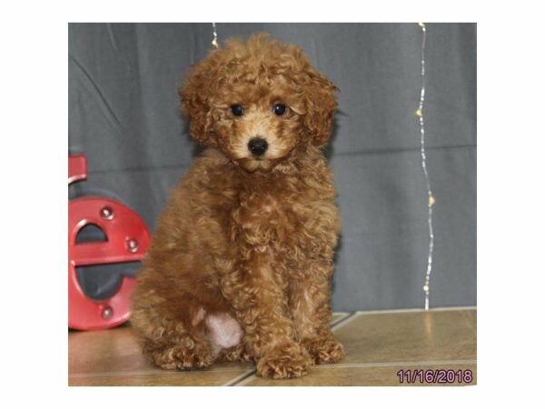 Poodle-DOG-Male-Apricot-22315-Petland Racine, Wisconsin