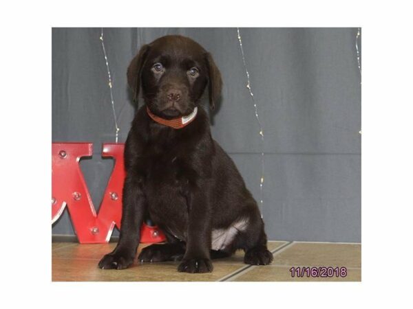 Labrador Retriever-DOG-Female-Chocolate-22314-Petland Racine, Wisconsin