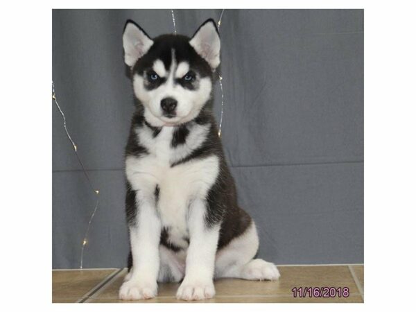 Siberian Husky-DOG-Female-Black / White-22319-Petland Racine, Wisconsin