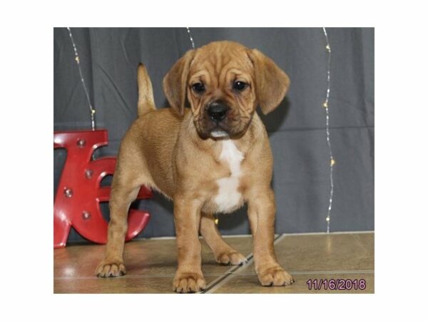 Frengle-DOG-Female-Fawn-22305-Petland Racine, Wisconsin