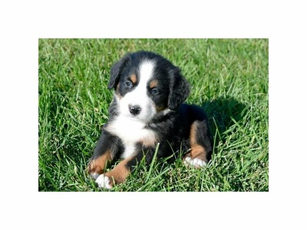 Bernese Mountain Dog-DOG-Male-Tri-Colored-22312-Petland Racine, Wisconsin