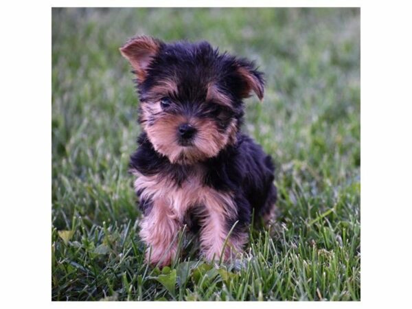 Yorkshire Terrier-DOG-Female-Black / Tan-22309-Petland Racine, Wisconsin