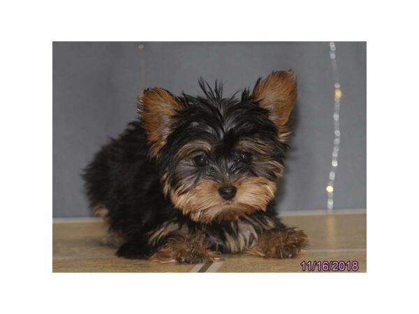 Yorkshire Terrier-DOG-Female-Black / Tan-22308-Petland Racine, Wisconsin
