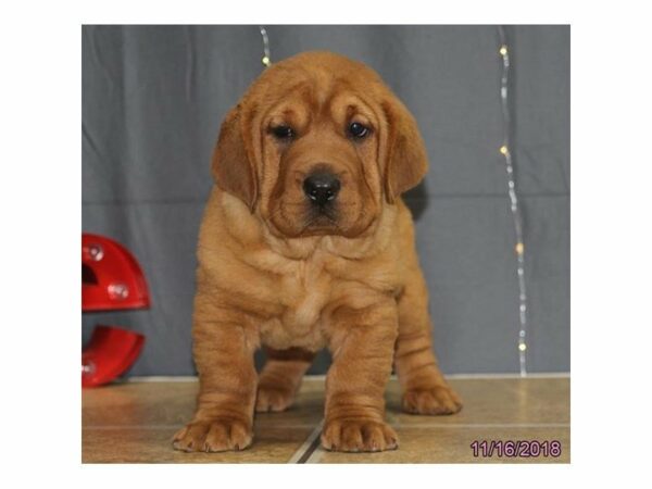 Walrus-DOG-Female-Brown-22316-Petland Racine, Wisconsin