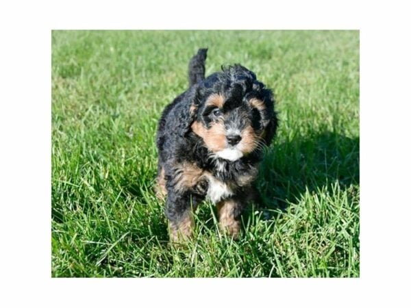 Mini Bernadoodle-DOG-Female-Tri-Colored-22307-Petland Racine, Wisconsin