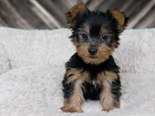 Yorkshire Terrier-DOG-Male-BLUE/GOLD-22325-Petland Racine, Wisconsin