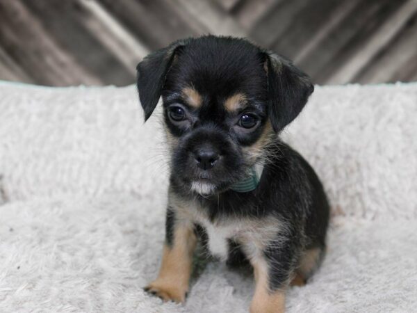 Pug Tzu-DOG-Female-BLK/TAN-22327-Petland Racine, Wisconsin