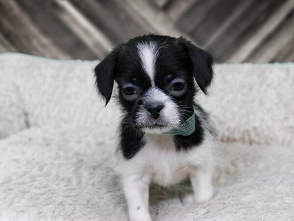 Malshi-DOG-Female-BLK/WH-22326-Petland Racine, Wisconsin