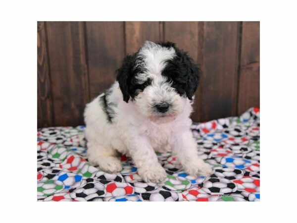 Poodle-DOG-Male-Black / White-22337-Petland Racine, Wisconsin