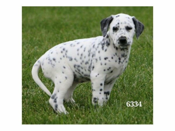 Dalmatian DOG Female White / Black 22343 Petland Racine, Wisconsin