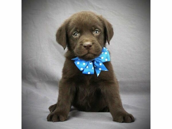 Labrador Retriever-DOG-Male-Chocolate-22381-Petland Racine, Wisconsin
