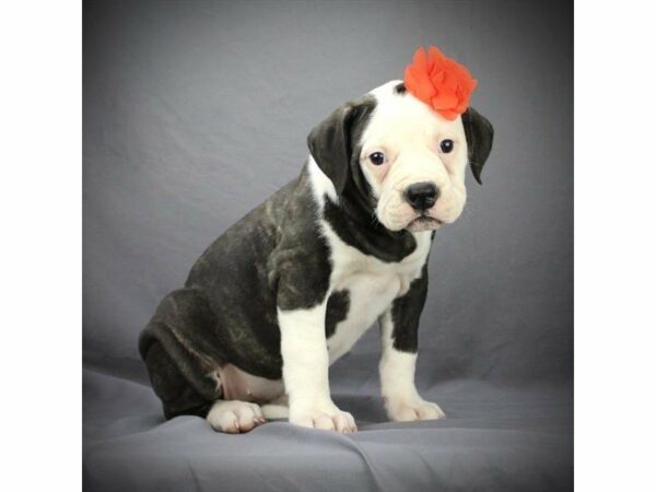 American Bulldog-DOG-Female-Brindle / White-22380-Petland Racine, Wisconsin