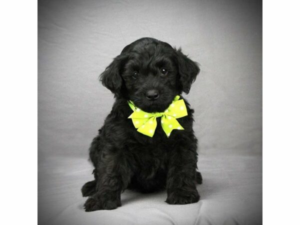 Mini Labradoodle 2nd Gen DOG Male Black 22379 Petland Racine, Wisconsin