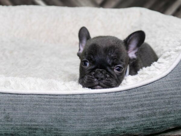 French Bulldog-DOG-Female-DARK CHLT-22347-Petland Racine, Wisconsin