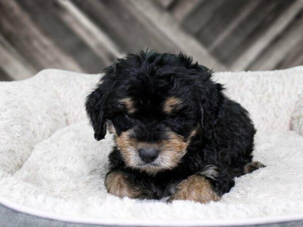 Rottiepoo-DOG-Male-BLK/TAN-22350-Petland Racine, Wisconsin