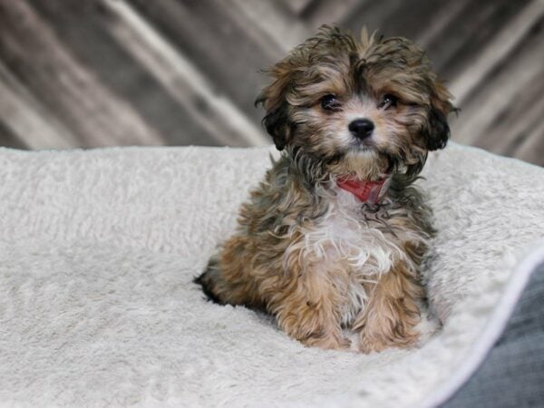 English Toy Spaniel/Bichon Frise-DOG-Female-Black / Tan-22344-Petland Racine, Wisconsin