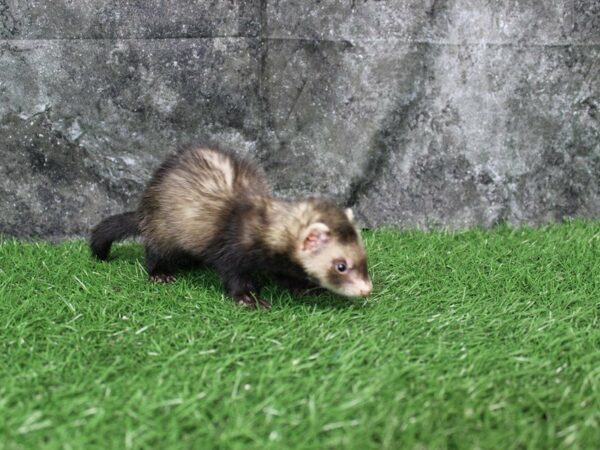 Ferret-FERRET-Male--22328-Petland Racine, Wisconsin