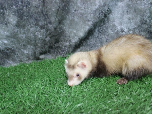 Ferret-FERRET-Male--22330-Petland Racine, Wisconsin