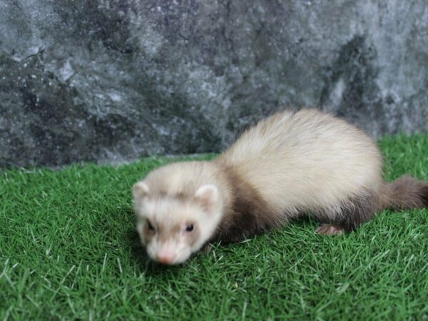 Ferret-FERRET-Male--22331-Petland Racine, Wisconsin