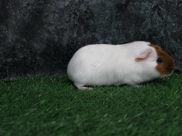 Guinea Pig-GUINEA PIG-Female--22353-Petland Racine, Wisconsin