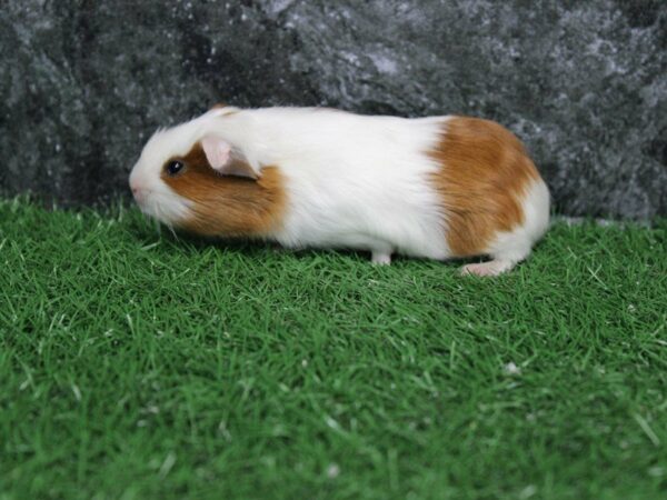 Guinea Pig-GUINEA PIG-Male--22354-Petland Racine, Wisconsin