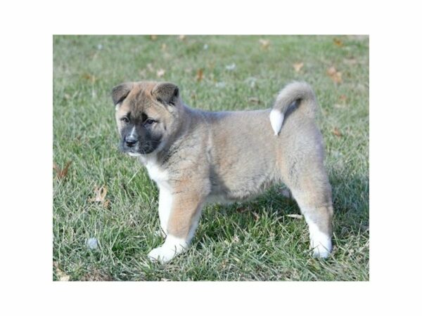 Akita-DOG-Male-Brown / White-22371-Petland Racine, Wisconsin