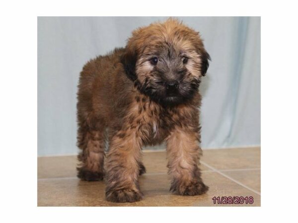 Soft Coated Wheaten Terrier-DOG-Male-Wheaten-22358-Petland Racine, Wisconsin