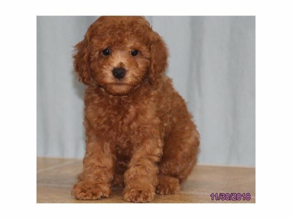 Poodle-DOG-Male-Red-22365-Petland Racine, Wisconsin