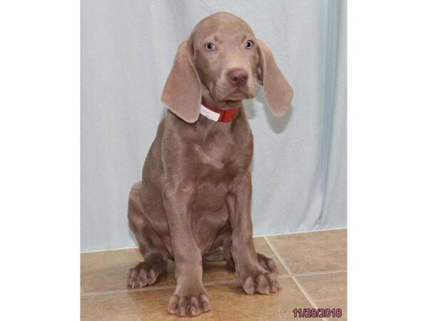 Weimaraner-DOG-Female-Gray-22357-Petland Racine, Wisconsin