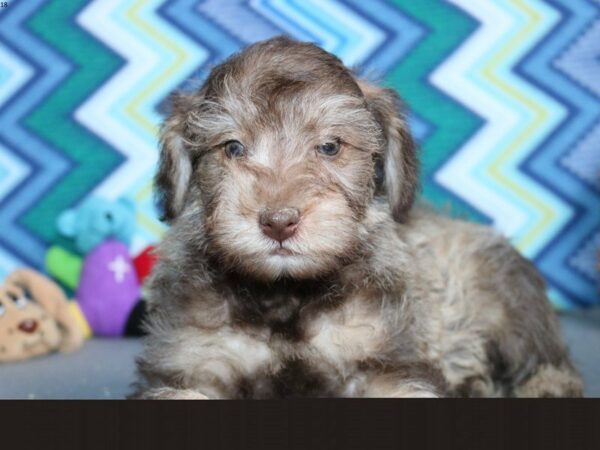 Poodle/Miniature Schnauzer-DOG-Male-Sable-22364-Petland Racine, Wisconsin