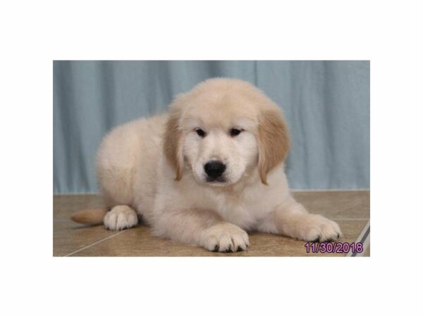 Golden Retriever-DOG-Male-Cream-22361-Petland Racine, Wisconsin